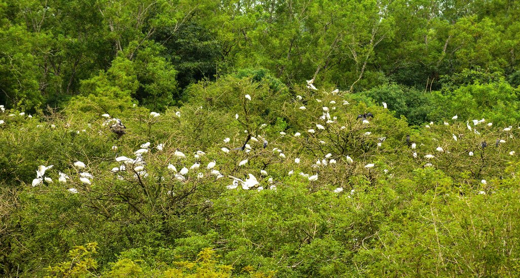 Gudavi Bird Sanctuary
